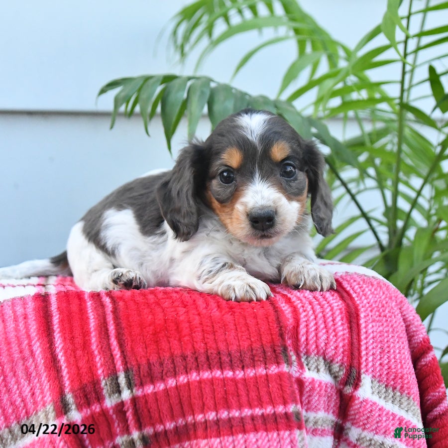 Dachshund dogs for sale: Thomas - Ad 3