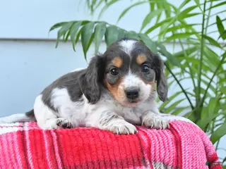 Dachshund dogs for sale: Thomas - Ad 3