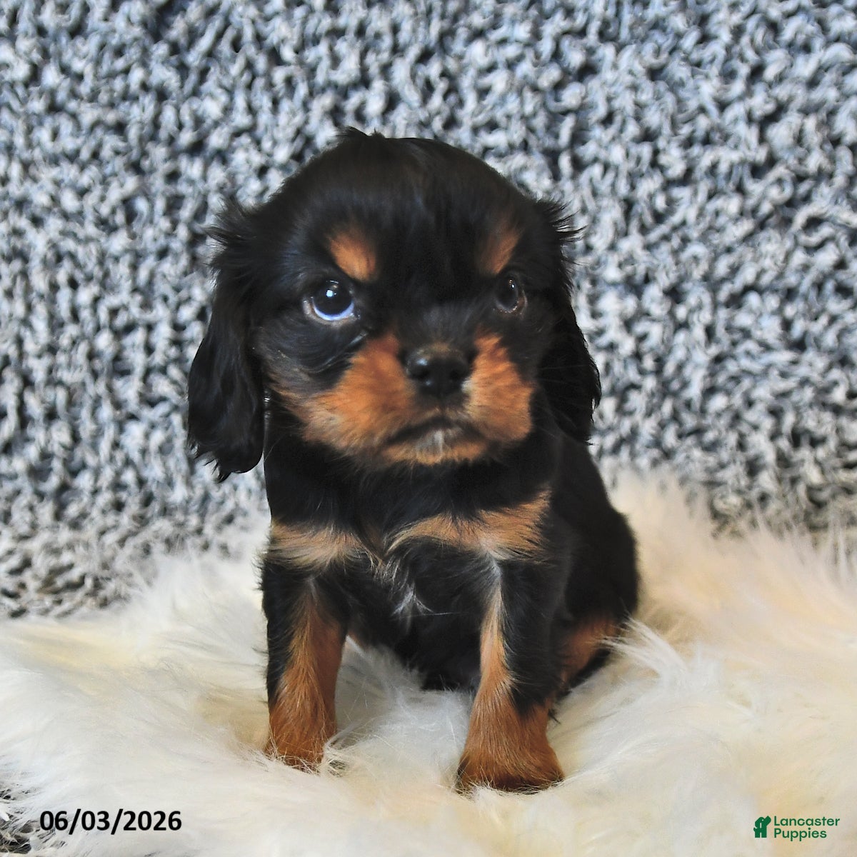 Cavalier King Charles Spaniel dogs for sale: Fynn - Ad 3