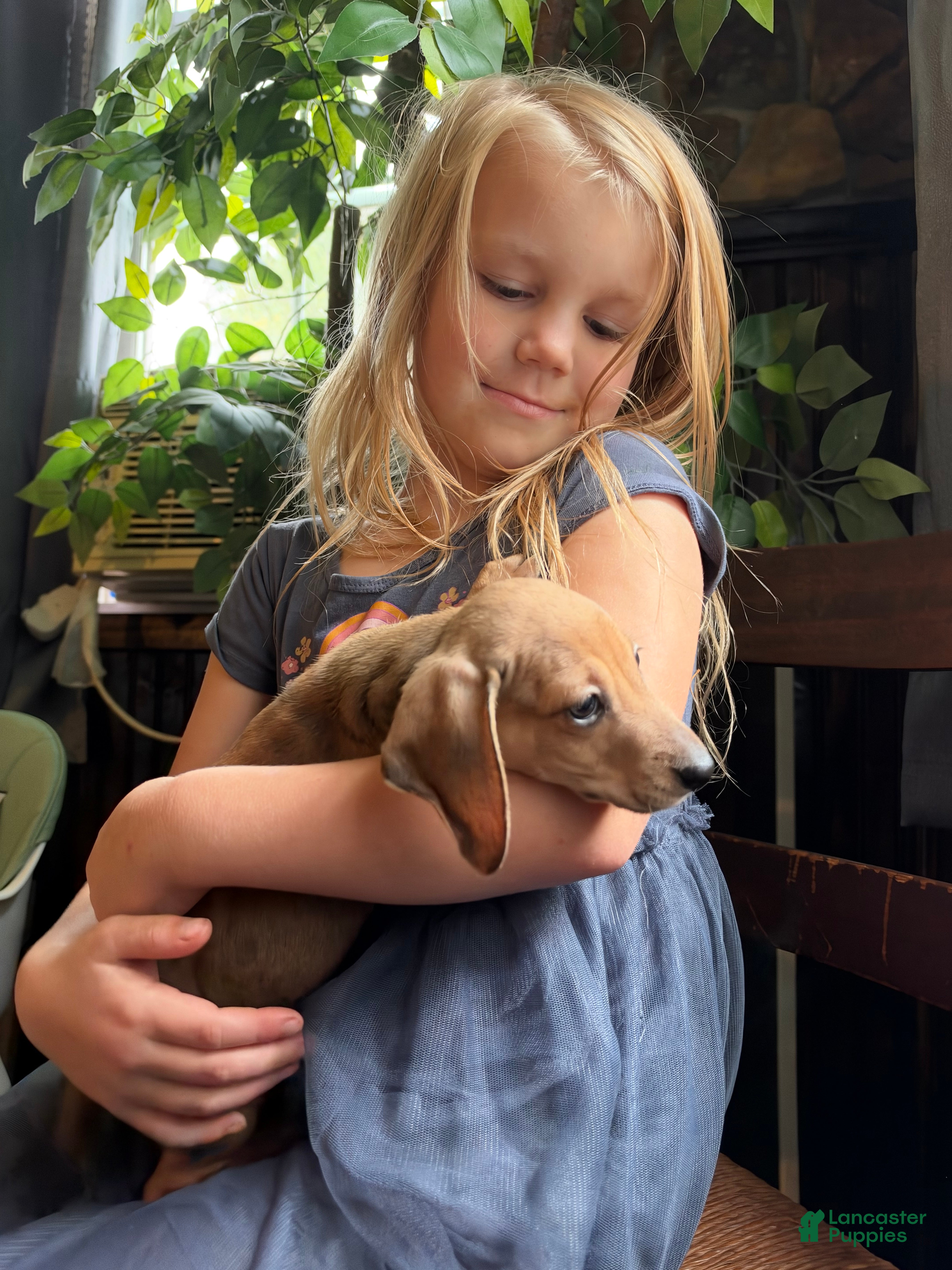 Miniature Dachshund dogs Gullum - Ad 1