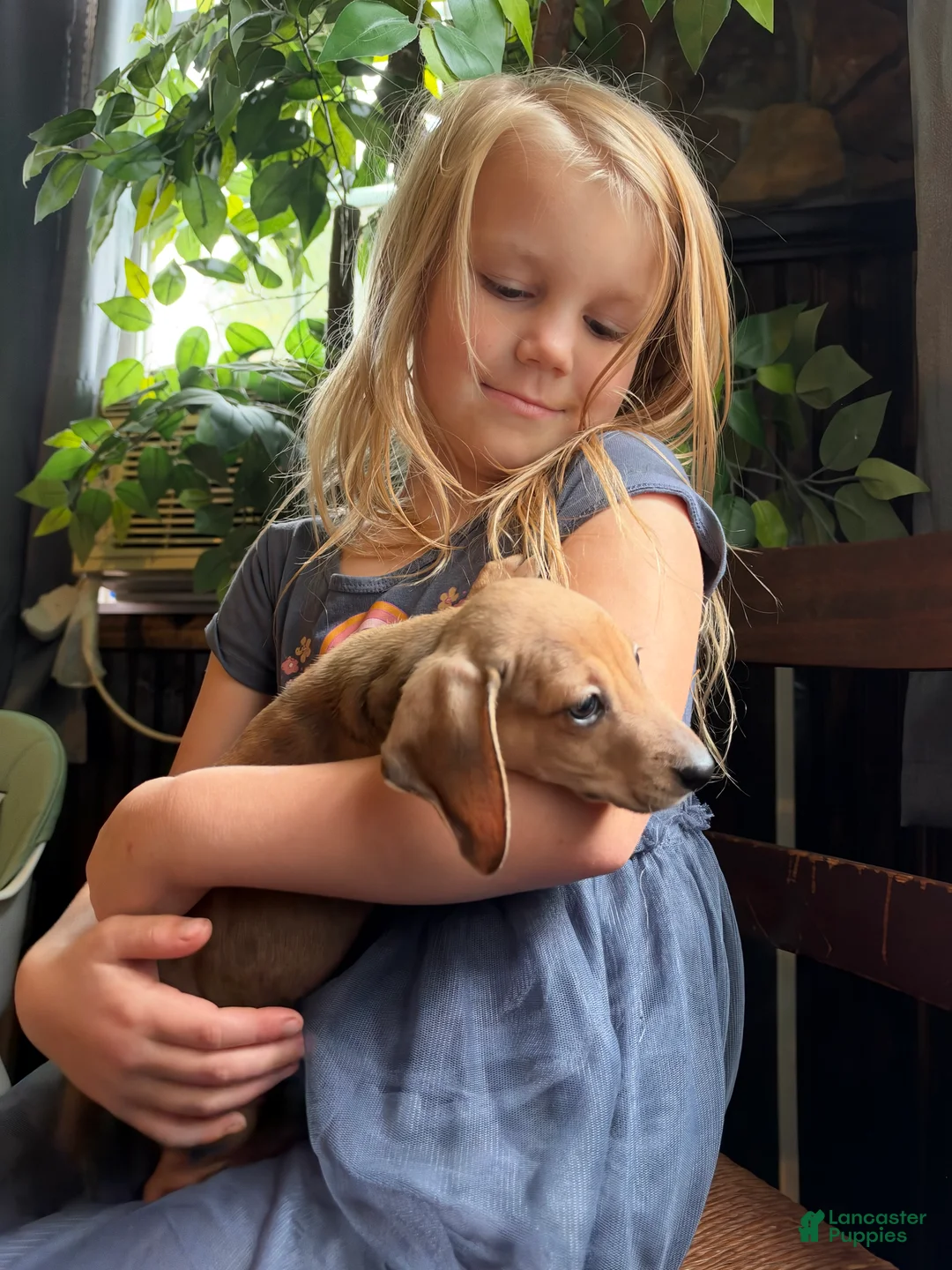 Miniature Dachshund dogs for sale: Gullum - Ad 1