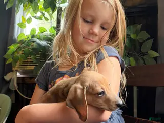 Miniature Dachshund dogs Gullum - Ad 1