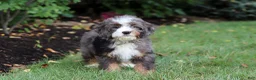 Mini Bernedoodle dogs for sale: Whyatt - Ad 13