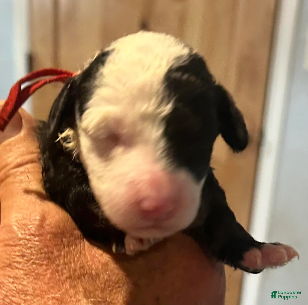 Sheepadoodle dogs for sale: Eleanor - Ad 1
