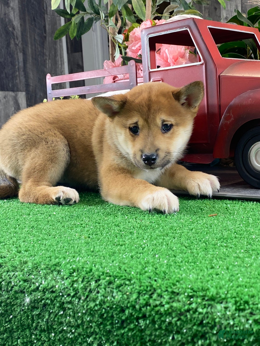 Shiba Inu dogs for sale: Inka - Ad 1