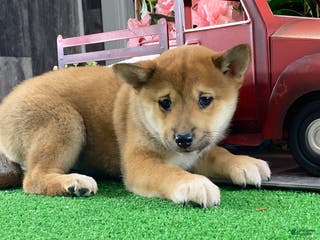 Shiba Inu dogs Inka - Ad 19