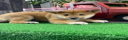 Shiba Inu dogs for sale: Inka - Ad 1