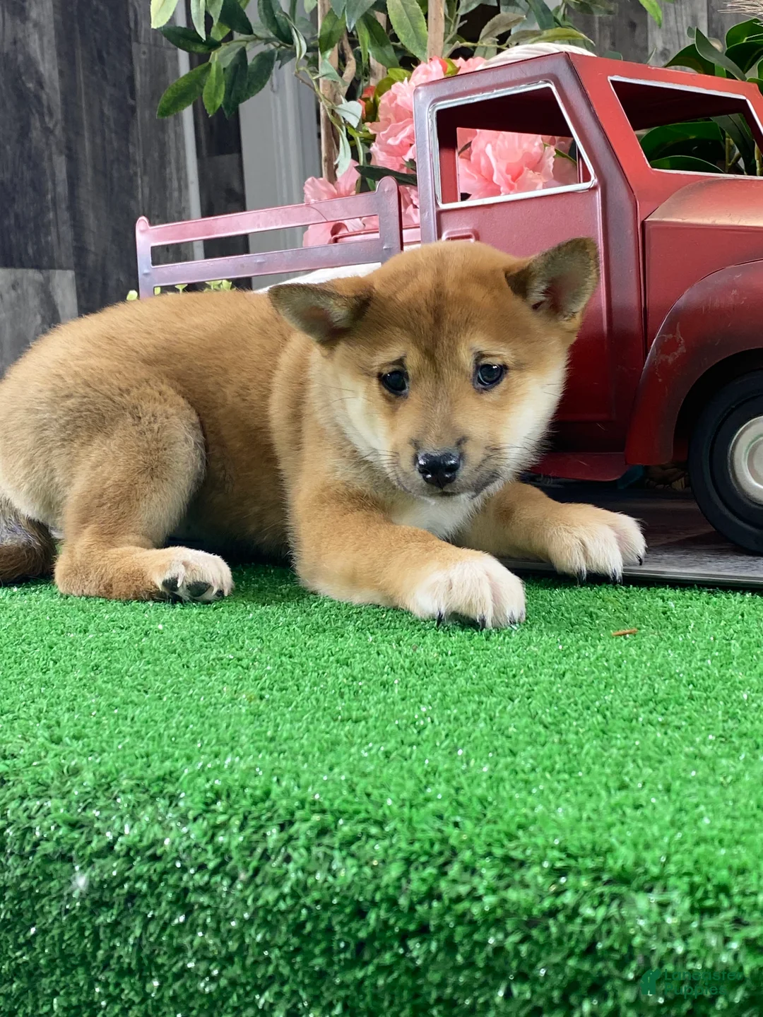 Shiba Inu dogs for sale: Inka - Ad 1