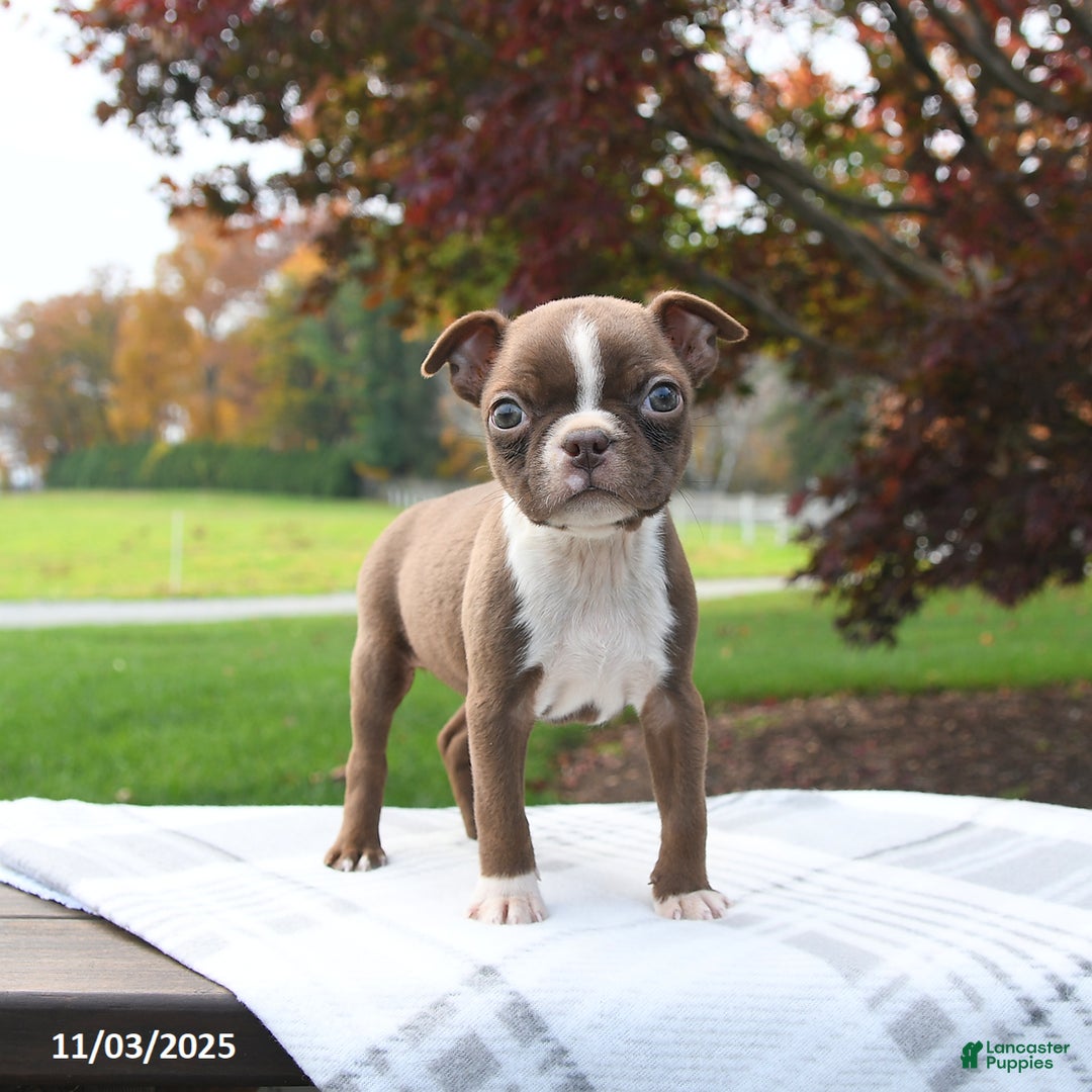 Boston Terrier dogs for sale: Pumpkin - Ad 4