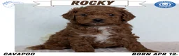 Cavapoo dogs for sale: Rocky - Ad 1