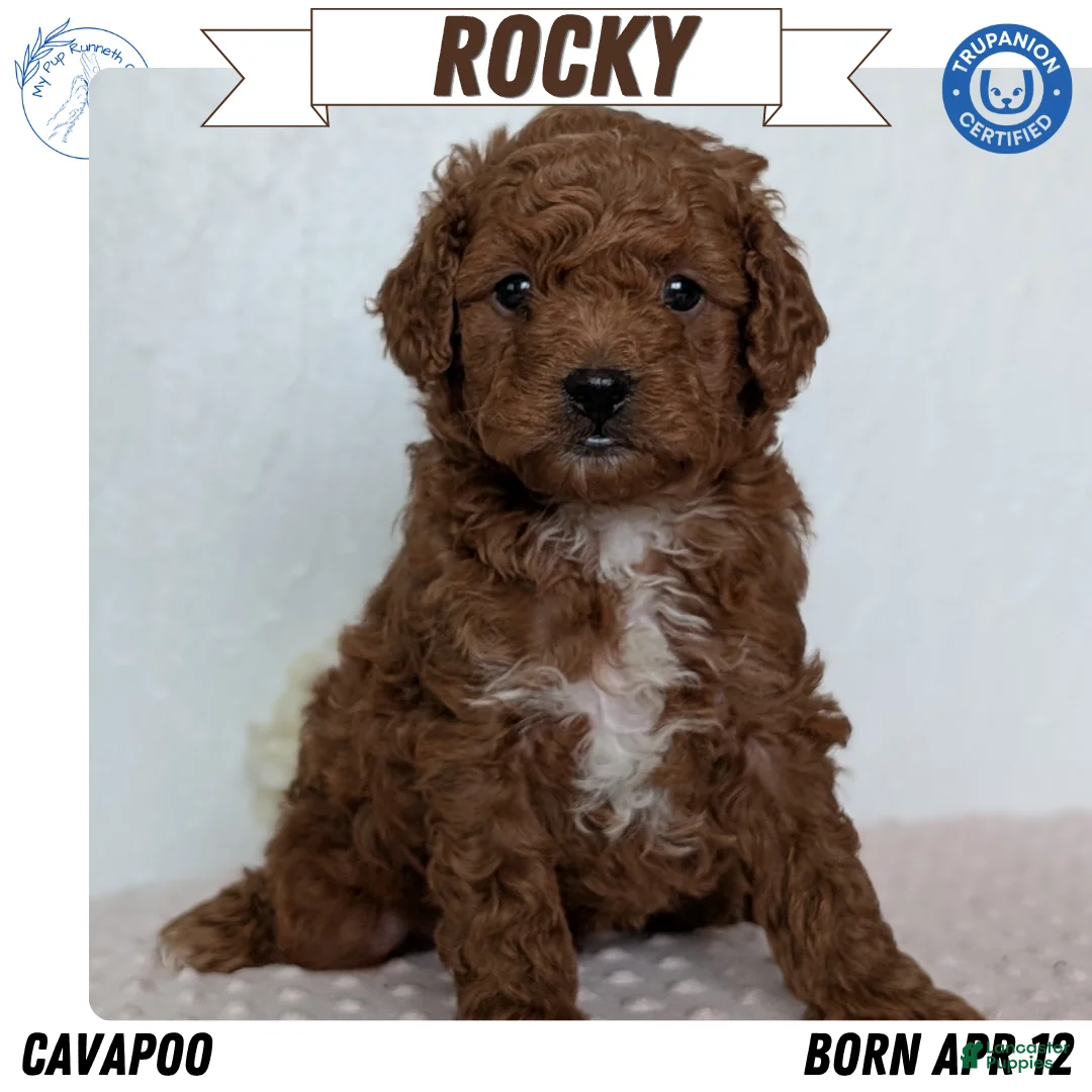 Cavapoo dogs for sale: Rocky - Ad 1