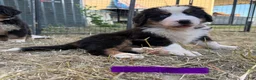 Bernese Mountain Dog dogs for sale: Purple - Ad 2