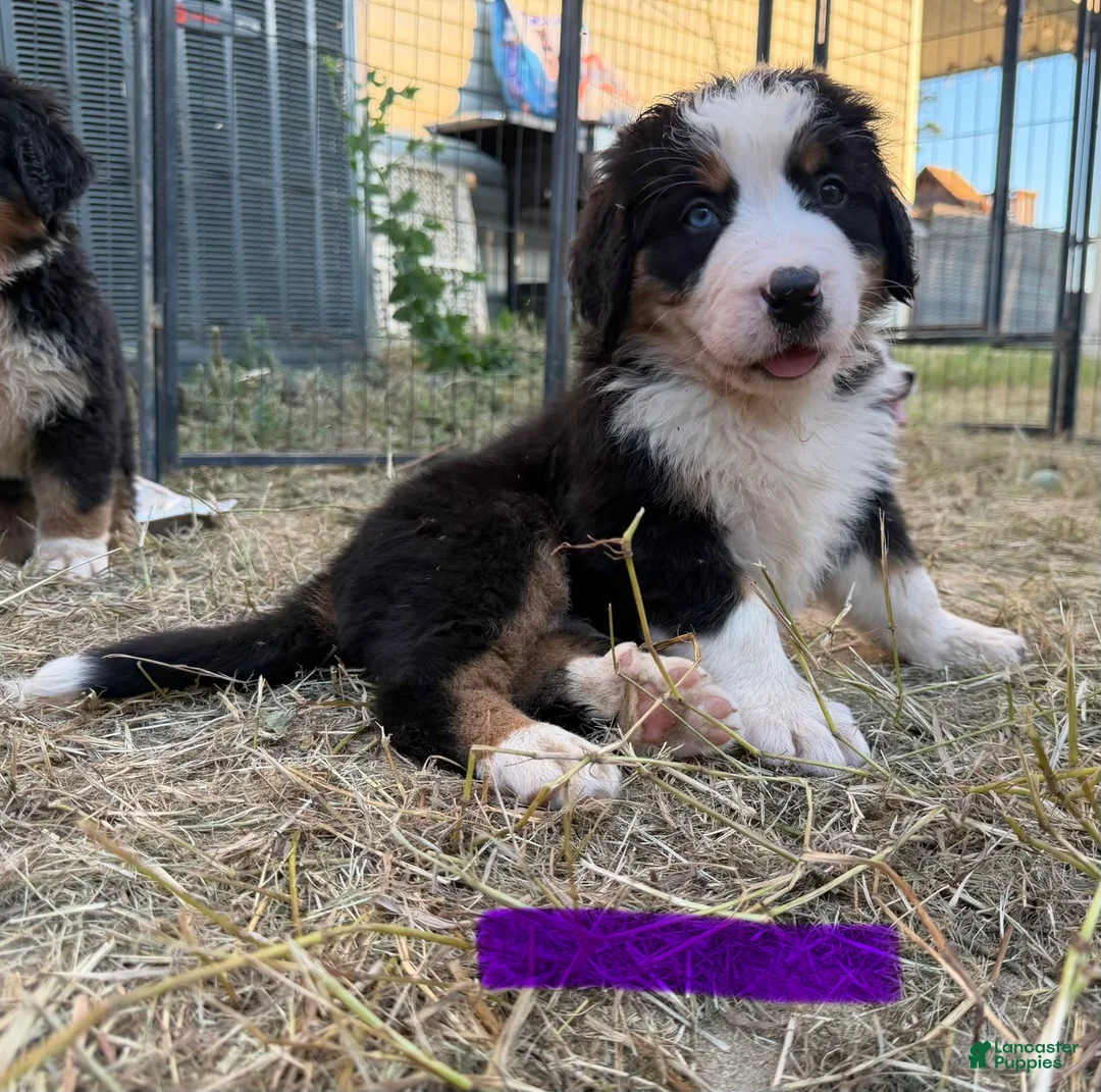 Bernese Mountain Dog dogs for sale: Purple - Ad 2