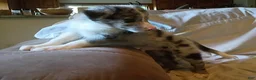 Border Collie dogs for sale: Border Collie 7 - Ad 1