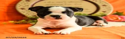Boston Terrier dogs for sale: Zipper - Ad 5