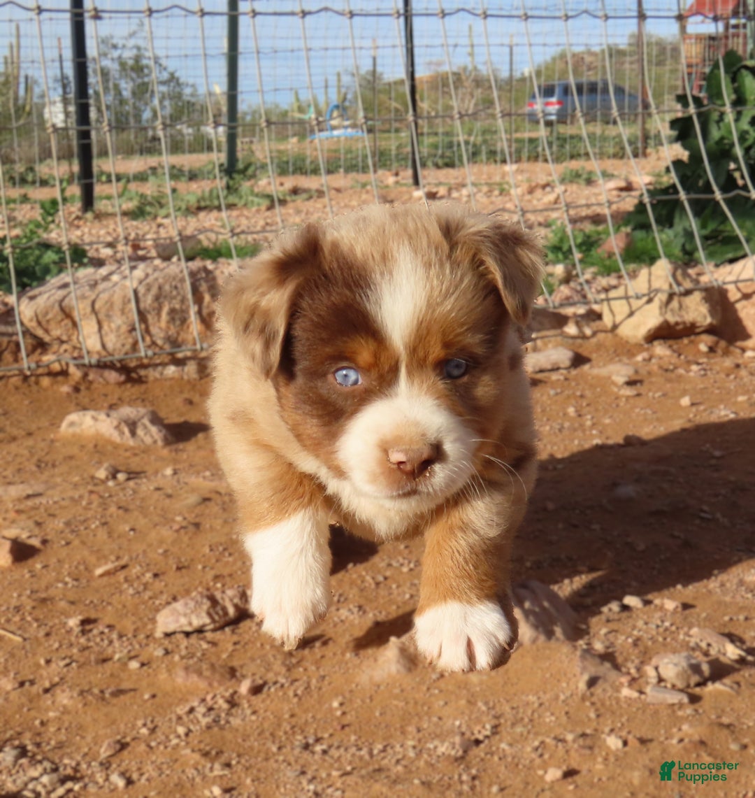 Miniature Australian Shepherd dogs for sale: Second red merle girl with blue eyes - Ad 6