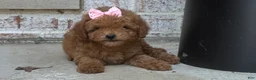 Mini Goldendoodle dogs for sale: Mini Goldendoodle 3 - Ad 5