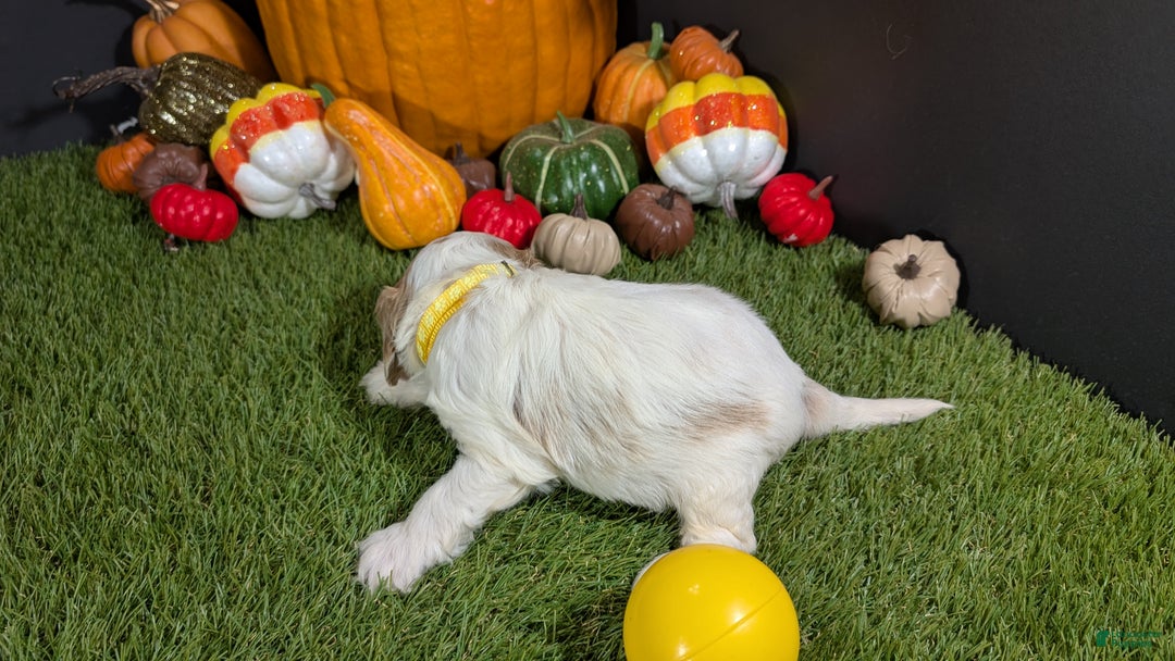 Cavapoo dogs for sale: Cavapoo Puppy 7 - Ad 4