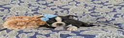 Boston Terrier dogs for sale: Sasha - Ad 5