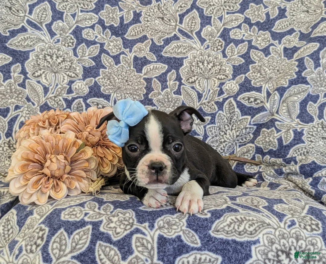 Boston Terrier dogs for sale: Sasha - Ad 5