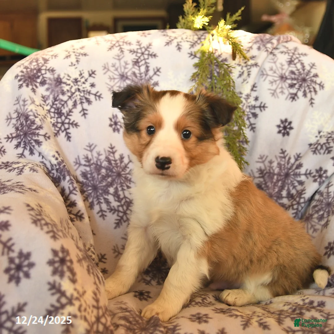 Shetland Sheepdog dogs for sale: Elf  - Ad 6