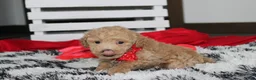 Bichpoo dogs for sale: Kelby - Ad 2