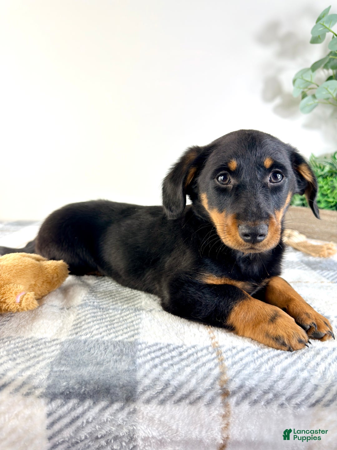 Mixed Breed dogs for sale: Dalton - Ad 4