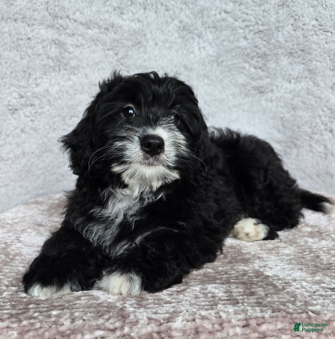 Mini Bernedoodle dogs for sale: Mini Reese - Ad 16