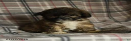 Mixed Breed dogs for sale: Uriel - Ad 2
