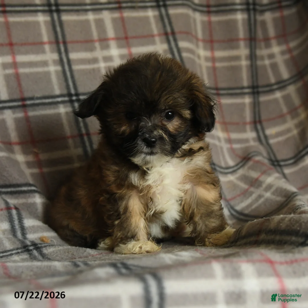 Mixed Breed dogs for sale: Uriel - Ad 2