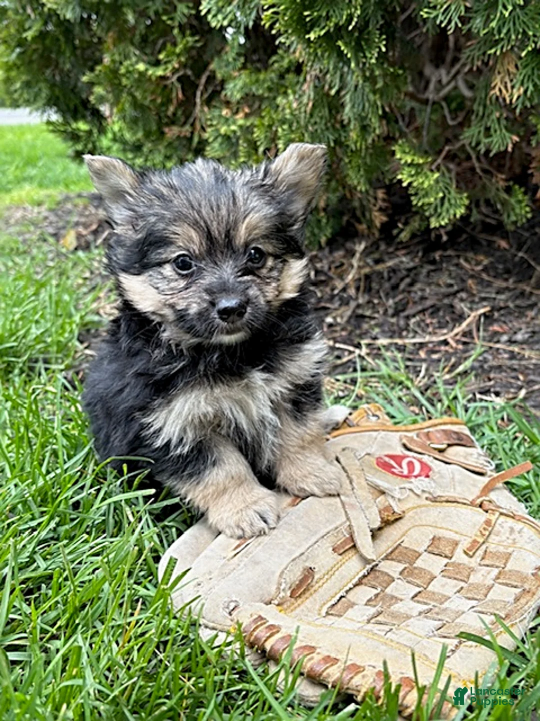 Mixed Breed dogs for sale: Rocco - Ad 2