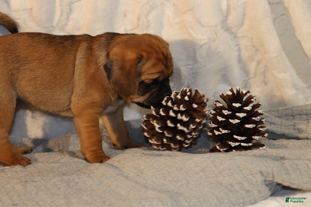 Puggle dogs for sale: Ama - Ad 4