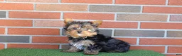Yorkshire Terrier dogs for sale: Tracker  - Ad 3