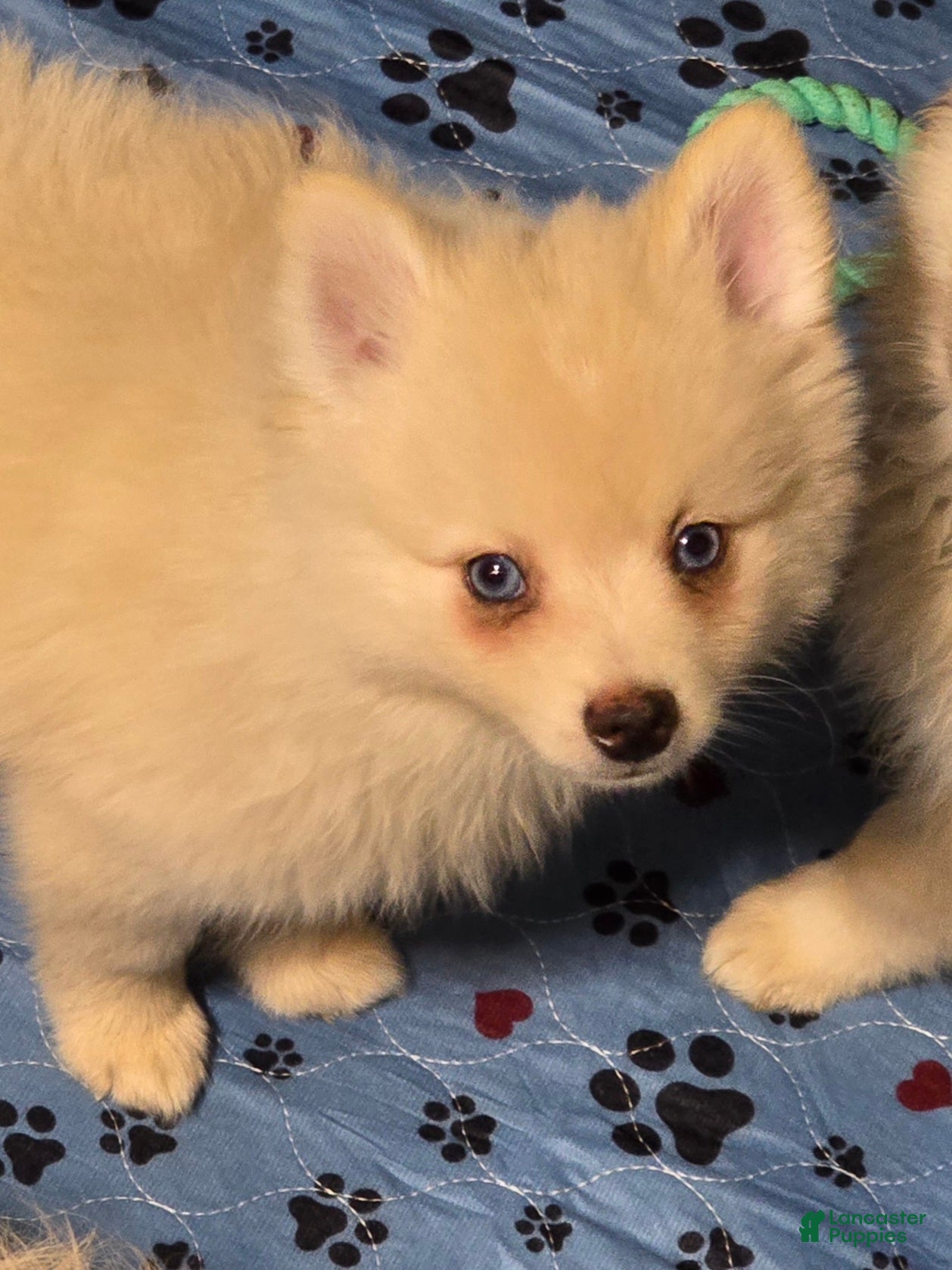 Pomsky dogs Cream boy 2 - Ad 2