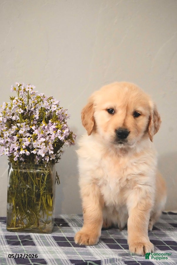 Golden Retriever dogs for sale: Lilac - Ad 2