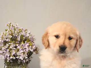 Golden Retriever dogs for sale: Lilac - Ad 2