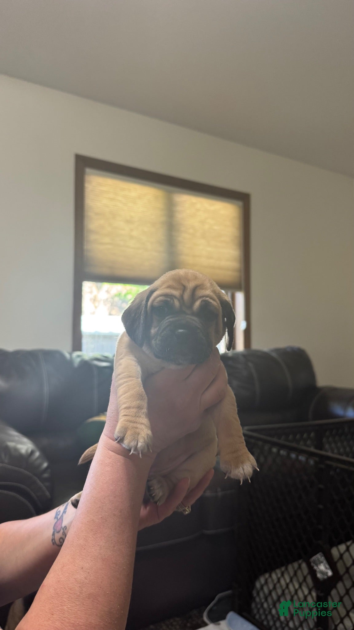 Puggle dogs Light pink collar  - Ad 1