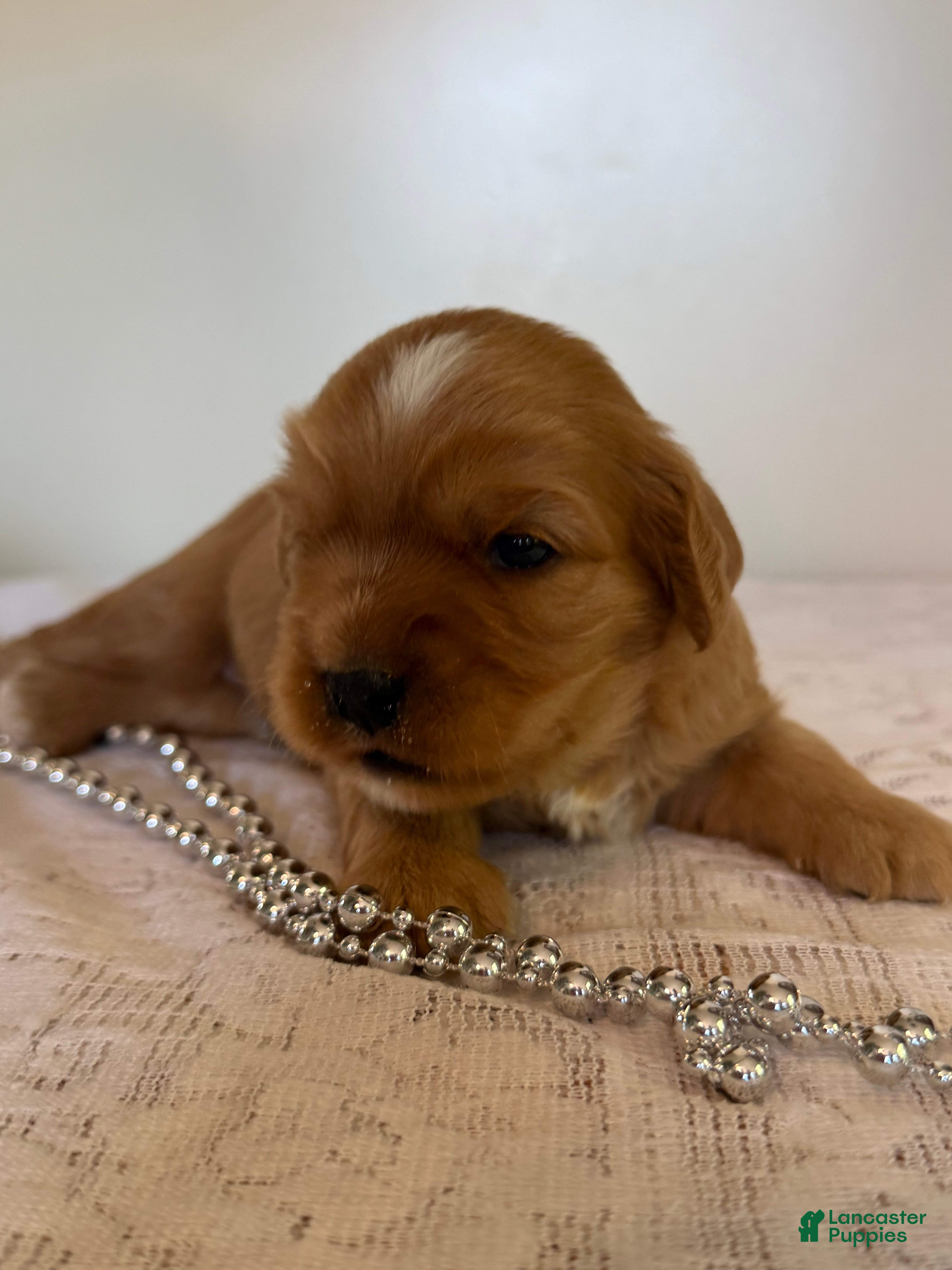 Cavapoo dogs Marshall Cavapoo Puppy  - Ad 2