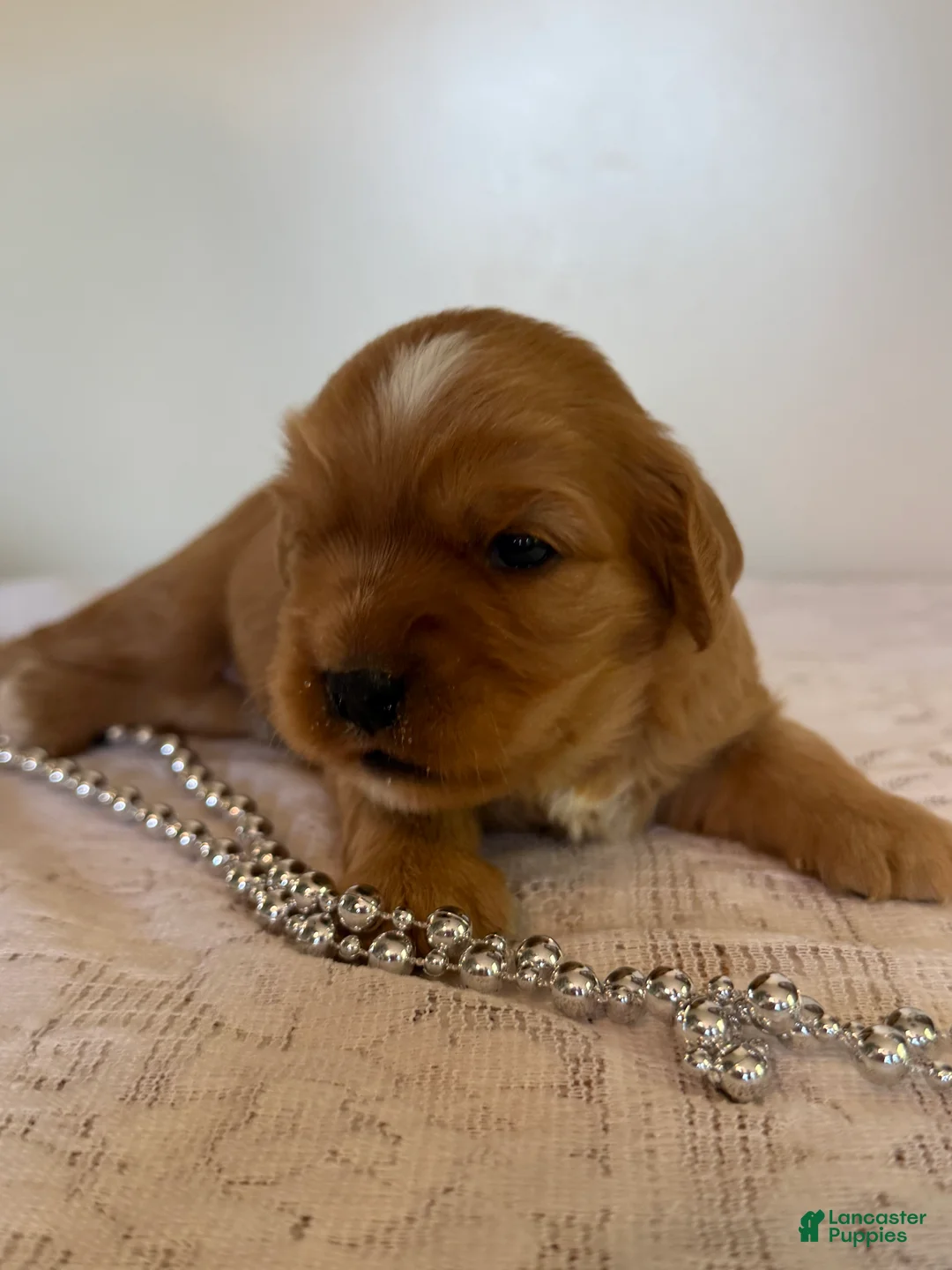 Cavapoo dogs for sale: Marshall Cavapoo Puppy  - Ad 1