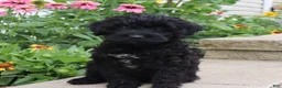 Mini Goldendoodle dogs for sale: Flora - Ad 1