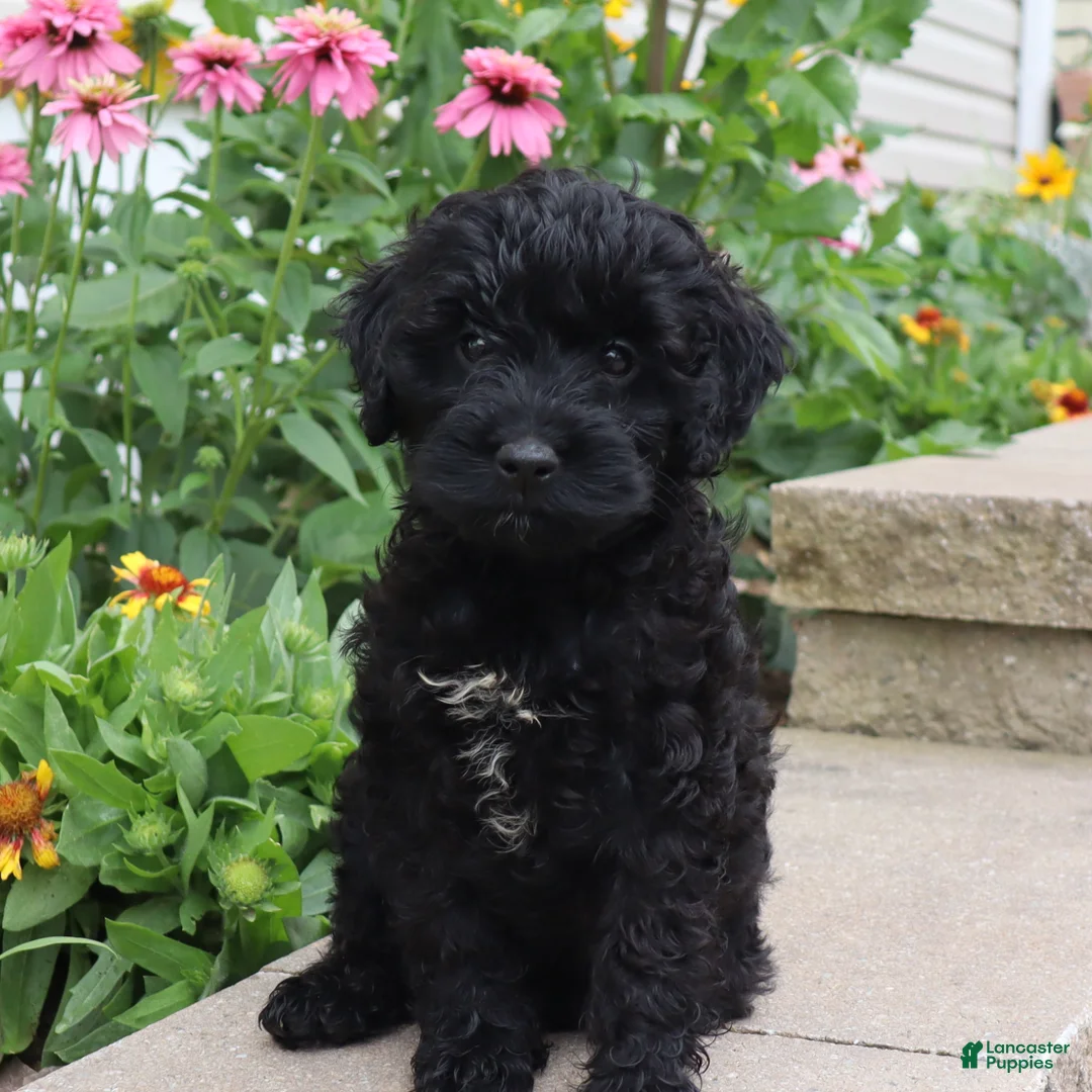 Mini Goldendoodle dogs for sale: Flora - Ad 1