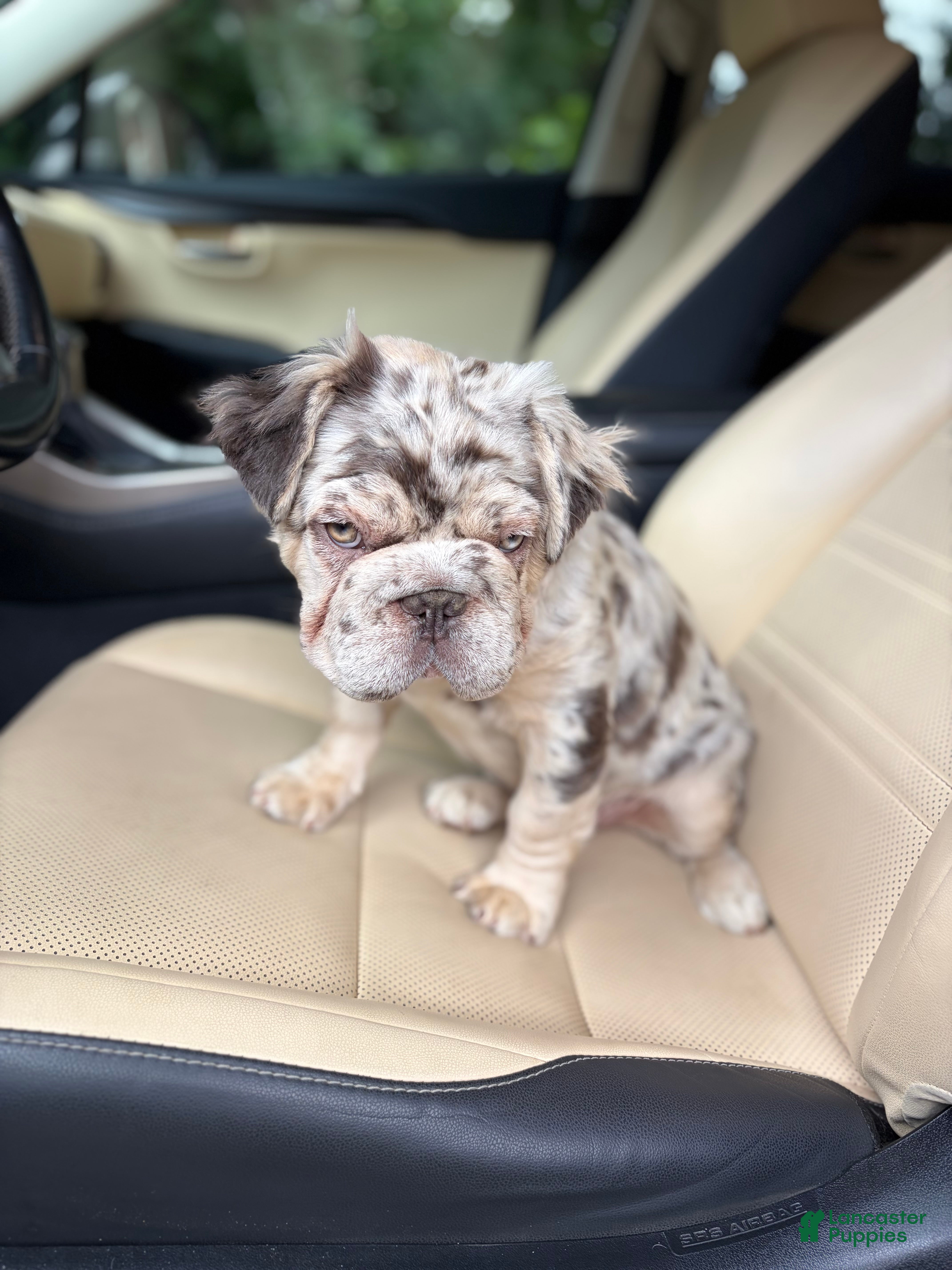 French Bulldog dogs French Bulldog 1 - Ad 2