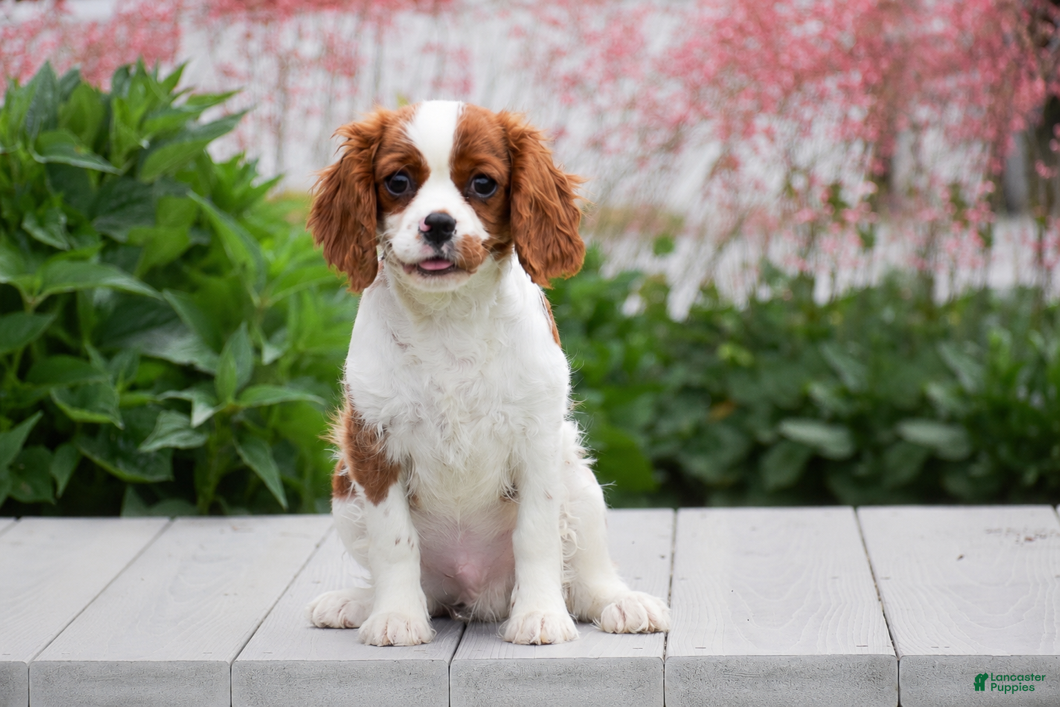 Cavalier King Charles Spaniel dogs Conner - Ad 1