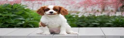 Cavalier King Charles Spaniel dogs for sale: Conner - Ad 1