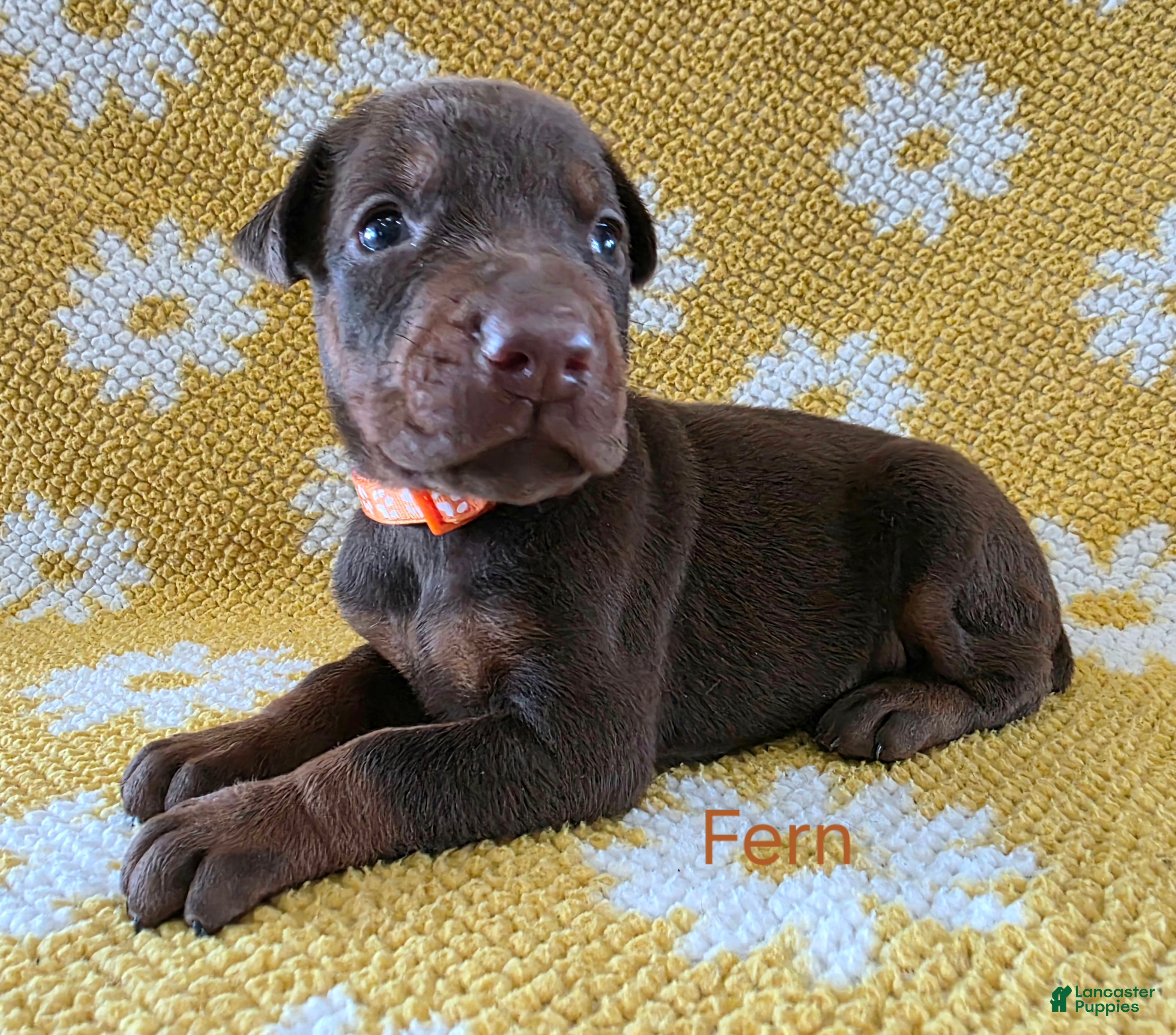 Doberman Pinscher dogs Fern - Ad 2