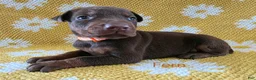 Doberman Pinscher dogs for sale: Fern - Ad 2