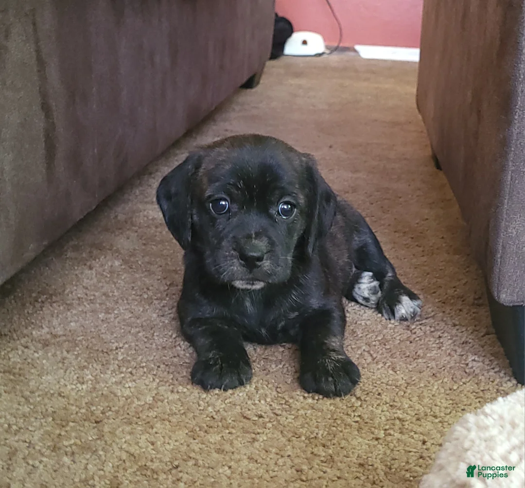 Puggle dogs for sale: Lola - Ad 2