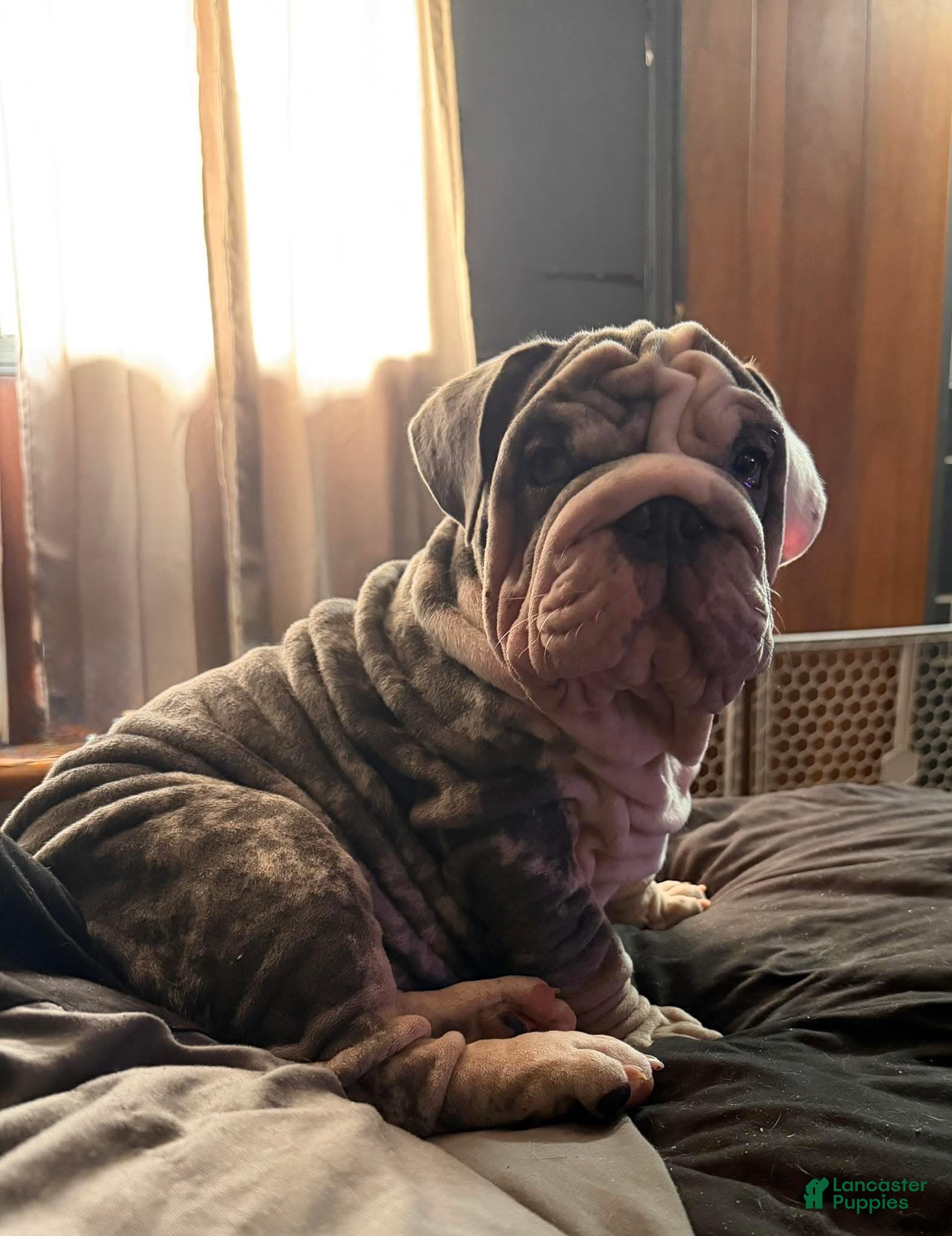 English Bulldog dogs Extraterrestrial VELVET English Bulldog Stud - Ad 1