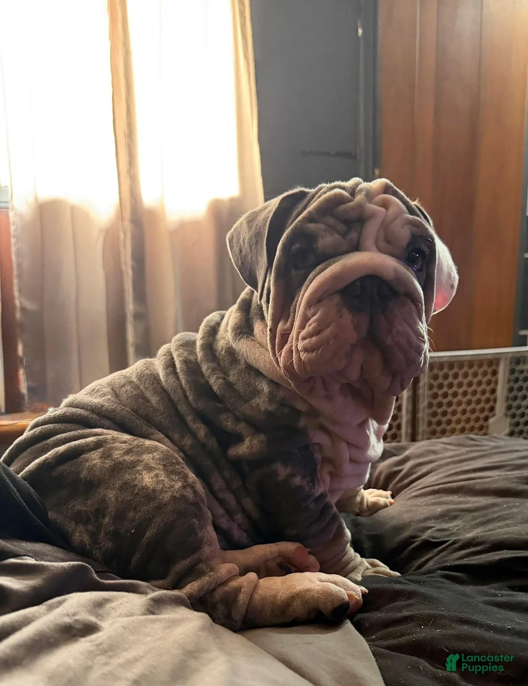 English Bulldog dogs for stud: Extraterrestrial VELVET English Bulldog Stud - Ad 1