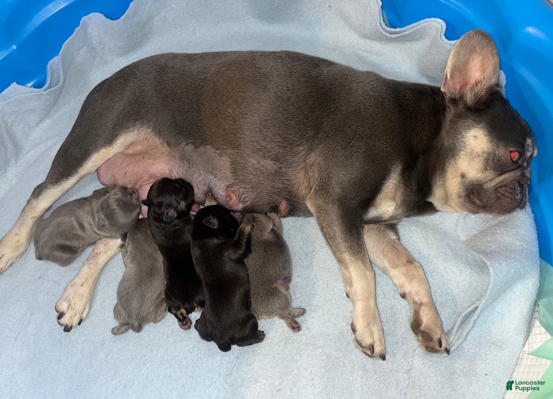 French Bulldog dogs for sale: French Bulldog Puppy 1 - Ad 11